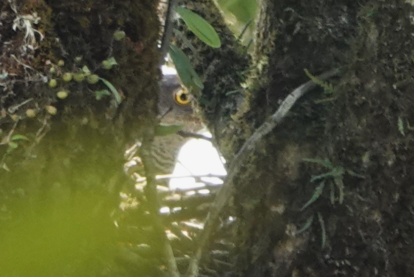Henst's Goshawk - ML625731312