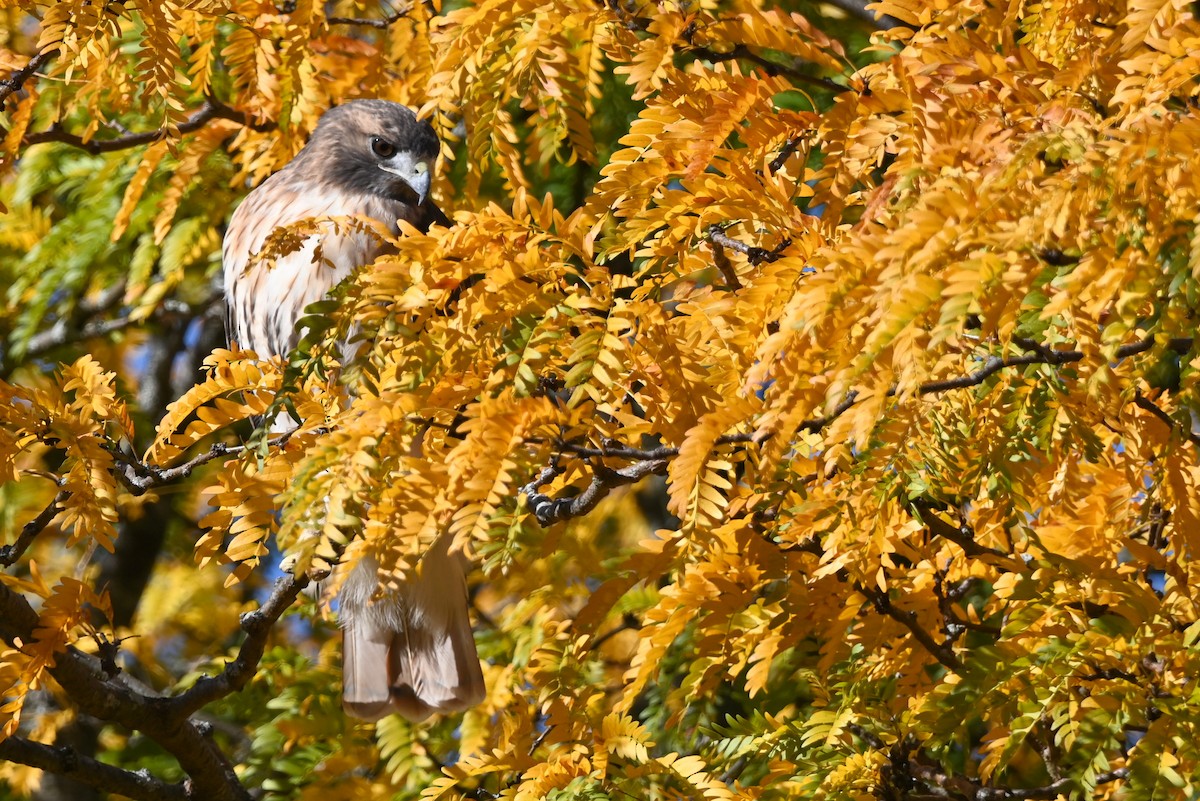 Red-tailed Hawk (abieticola) - ML625731352