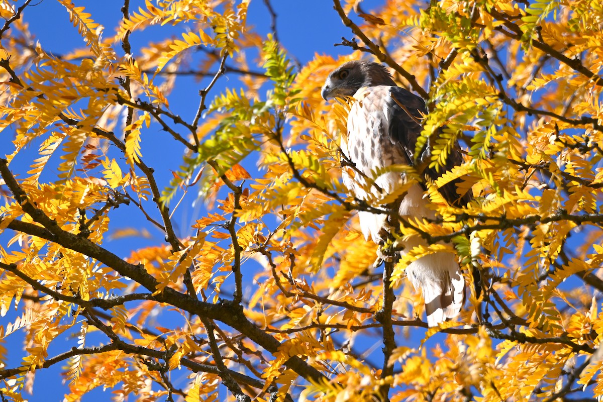 Red-tailed Hawk (abieticola) - ML625731353