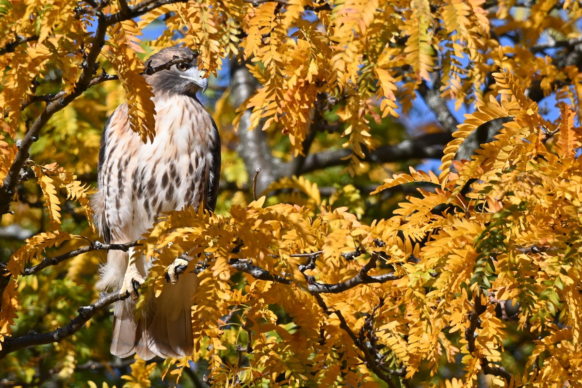 Red-tailed Hawk (abieticola) - ML625731362