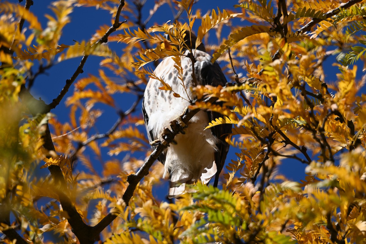 Red-tailed Hawk (abieticola) - ML625731365