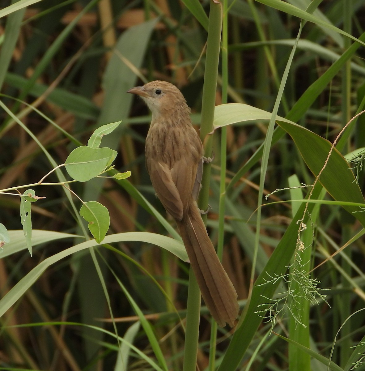 Iraq Babbler - ML625731490