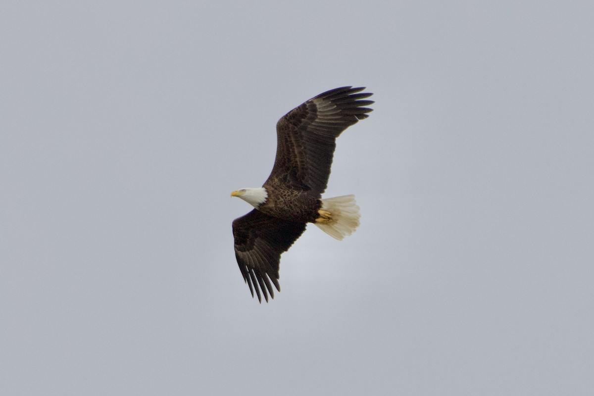 Bald Eagle - ML625731700