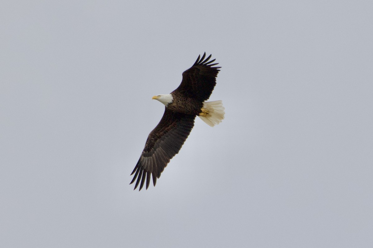 Bald Eagle - ML625731701