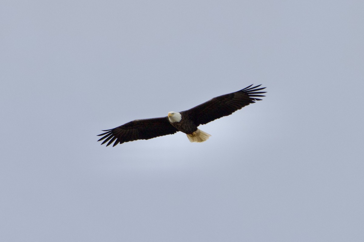 Bald Eagle - ML625731702