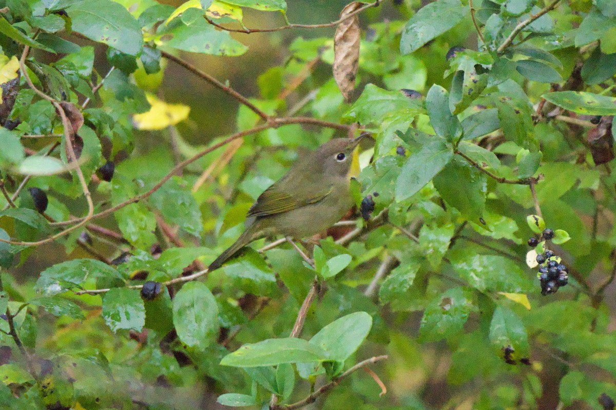 Common Yellowthroat - ML625731709