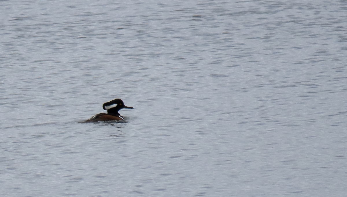 Hooded Merganser - ML625731765