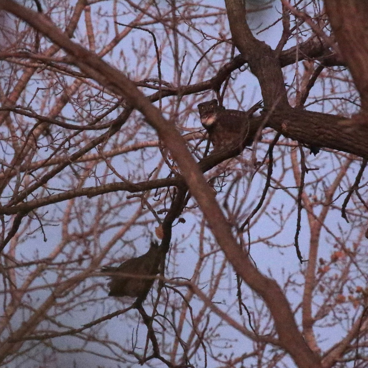 Great Horned Owl - ML625731878