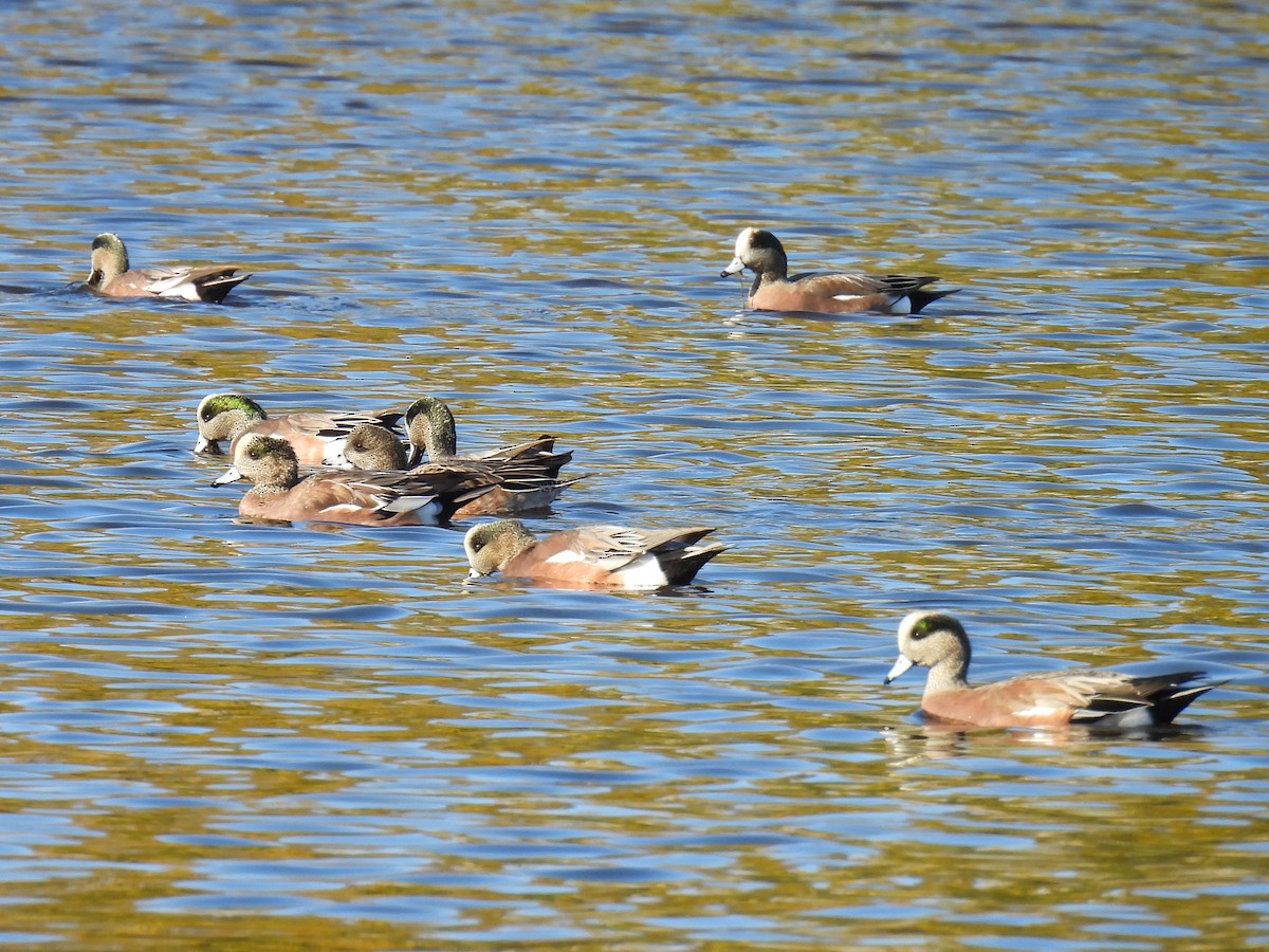 American Wigeon - ML625731902