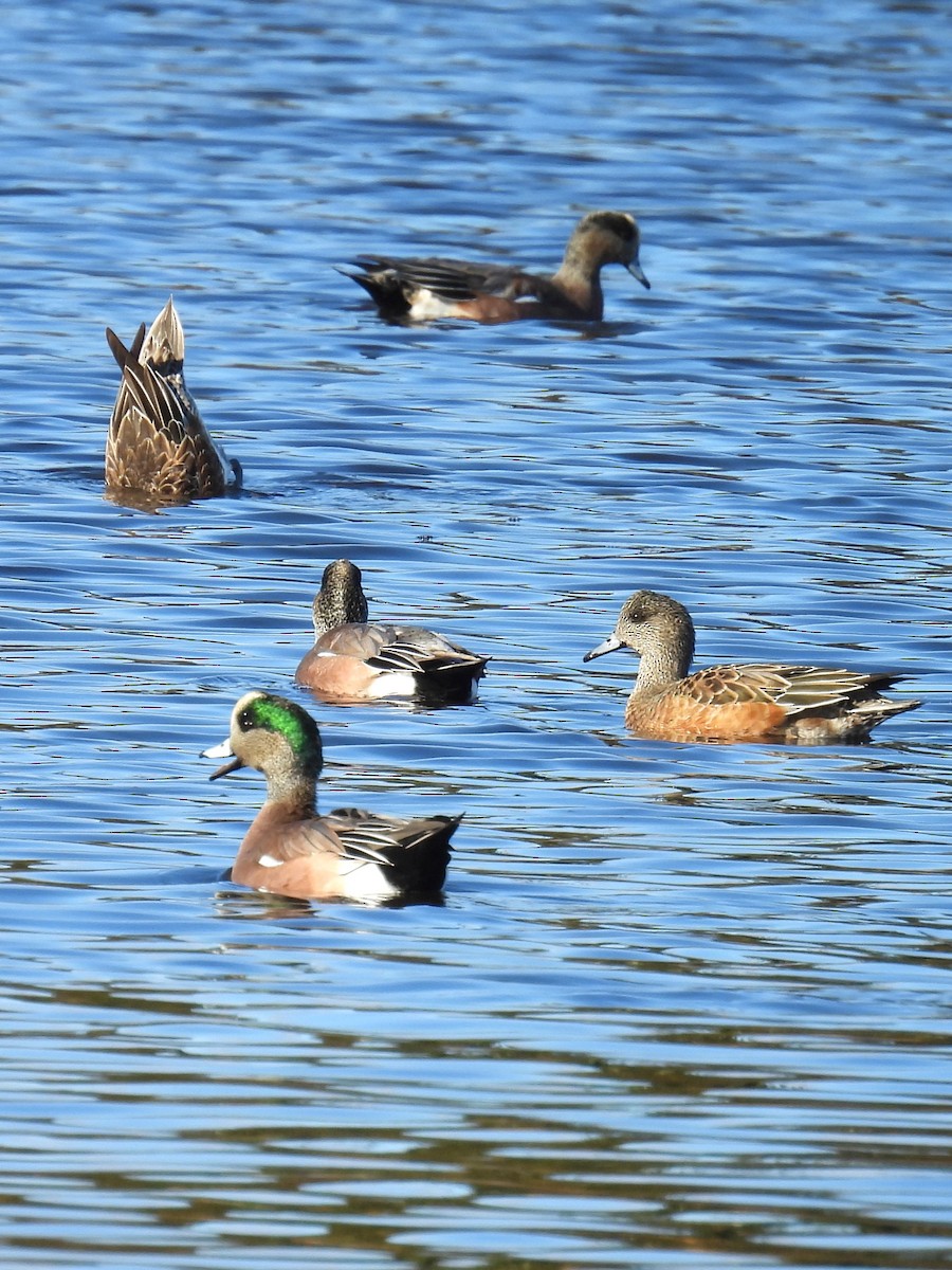 American Wigeon - ML625731903