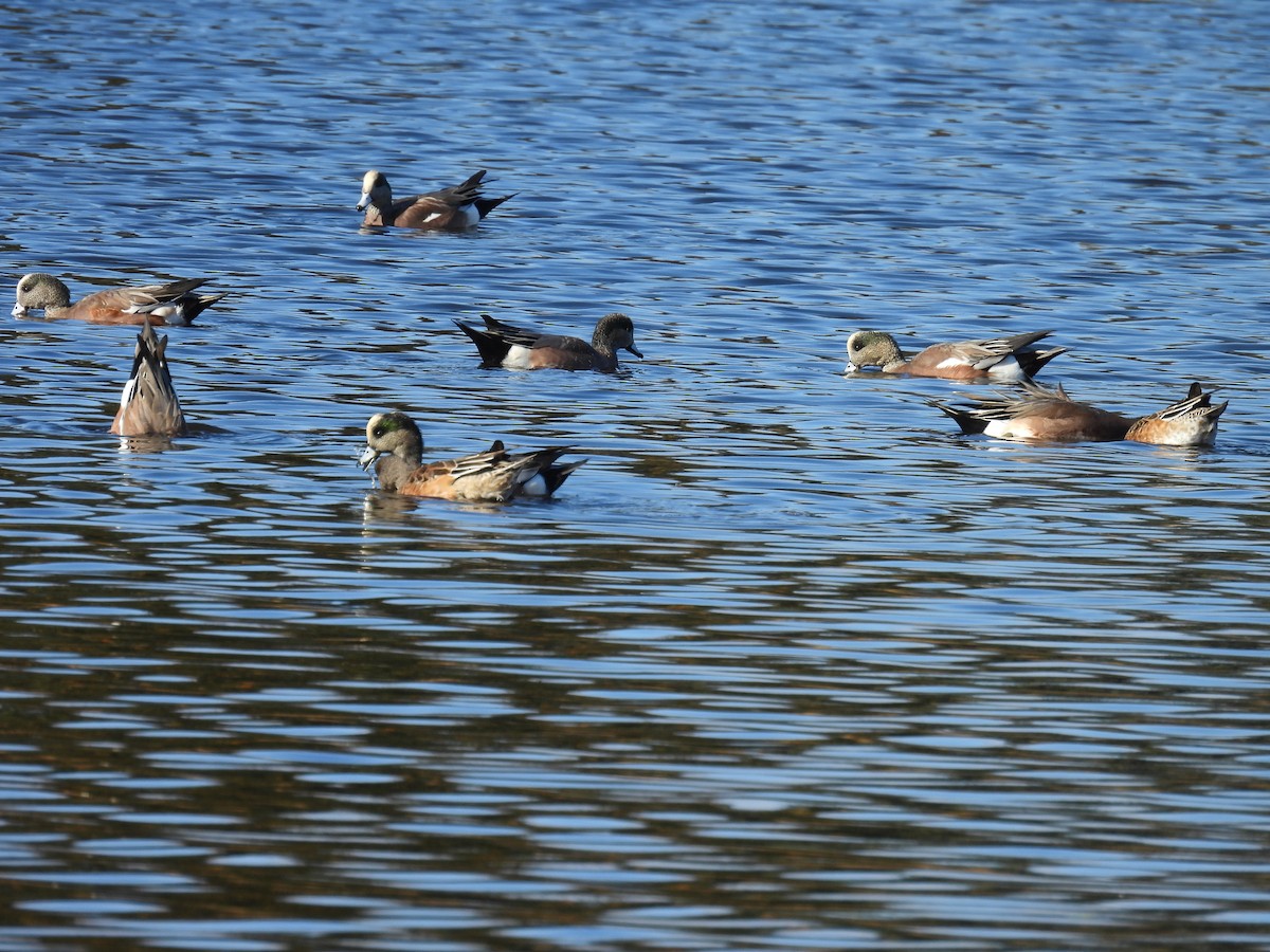 American Wigeon - ML625731904