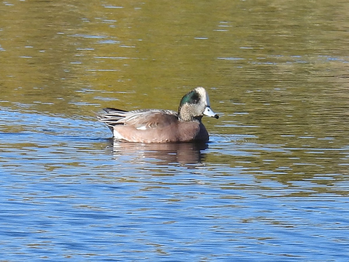 American Wigeon - ML625731987