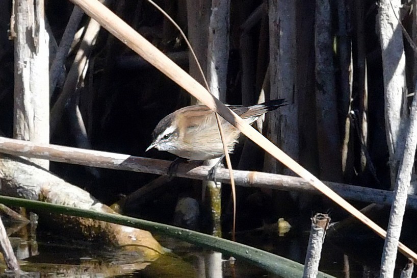 Moustached Warbler - ML625732024