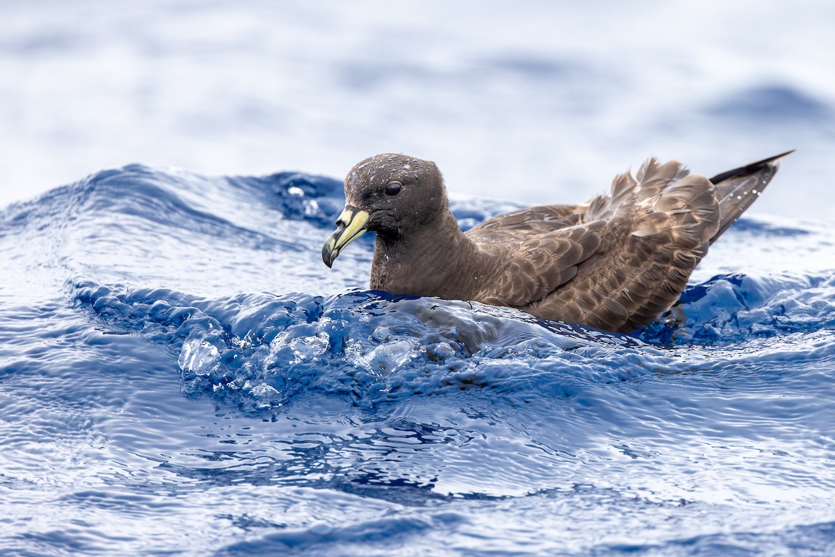 Parkinson's Petrel - Marcin Dyduch