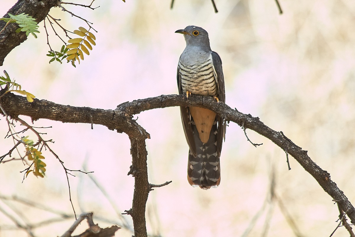 Cuco Malgache - ML625732472