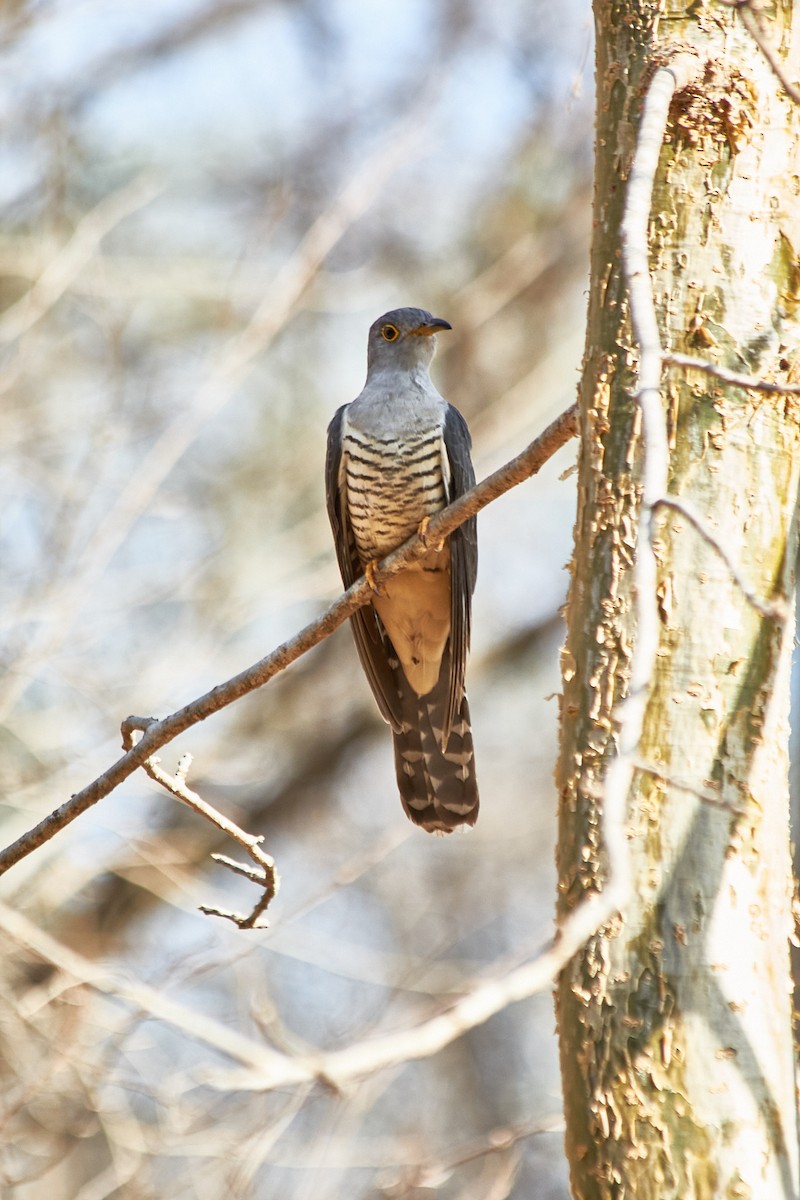 Cuco Malgache - ML625732474