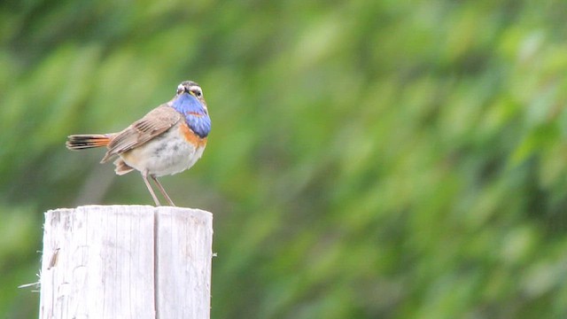 Bluethroat (Red-spotted) - ML625732762