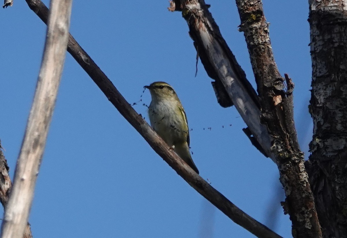 Pouillot à grands sourcils - ML625732953