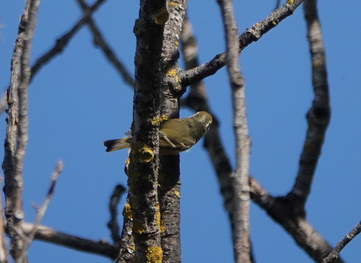 Pouillot à grands sourcils - ML625732954