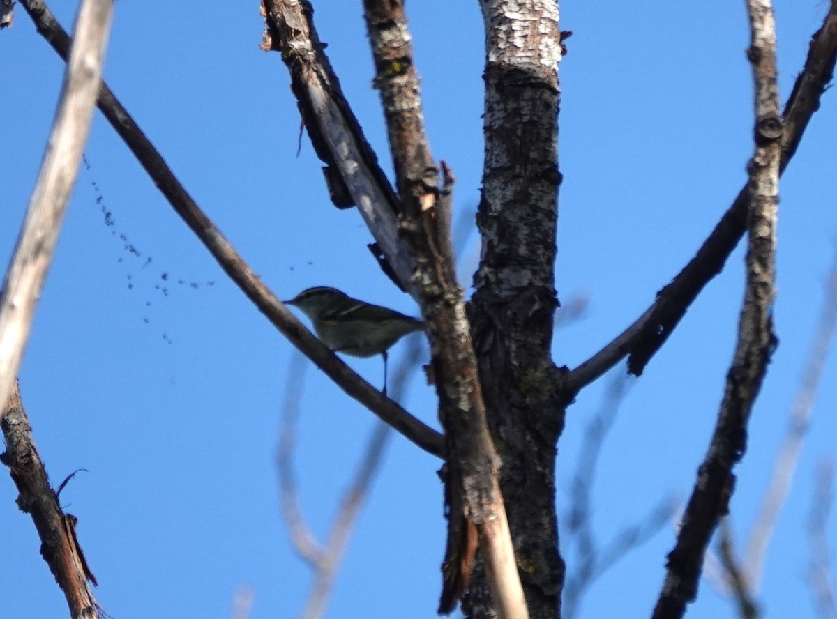 Pouillot à grands sourcils - ML625732955