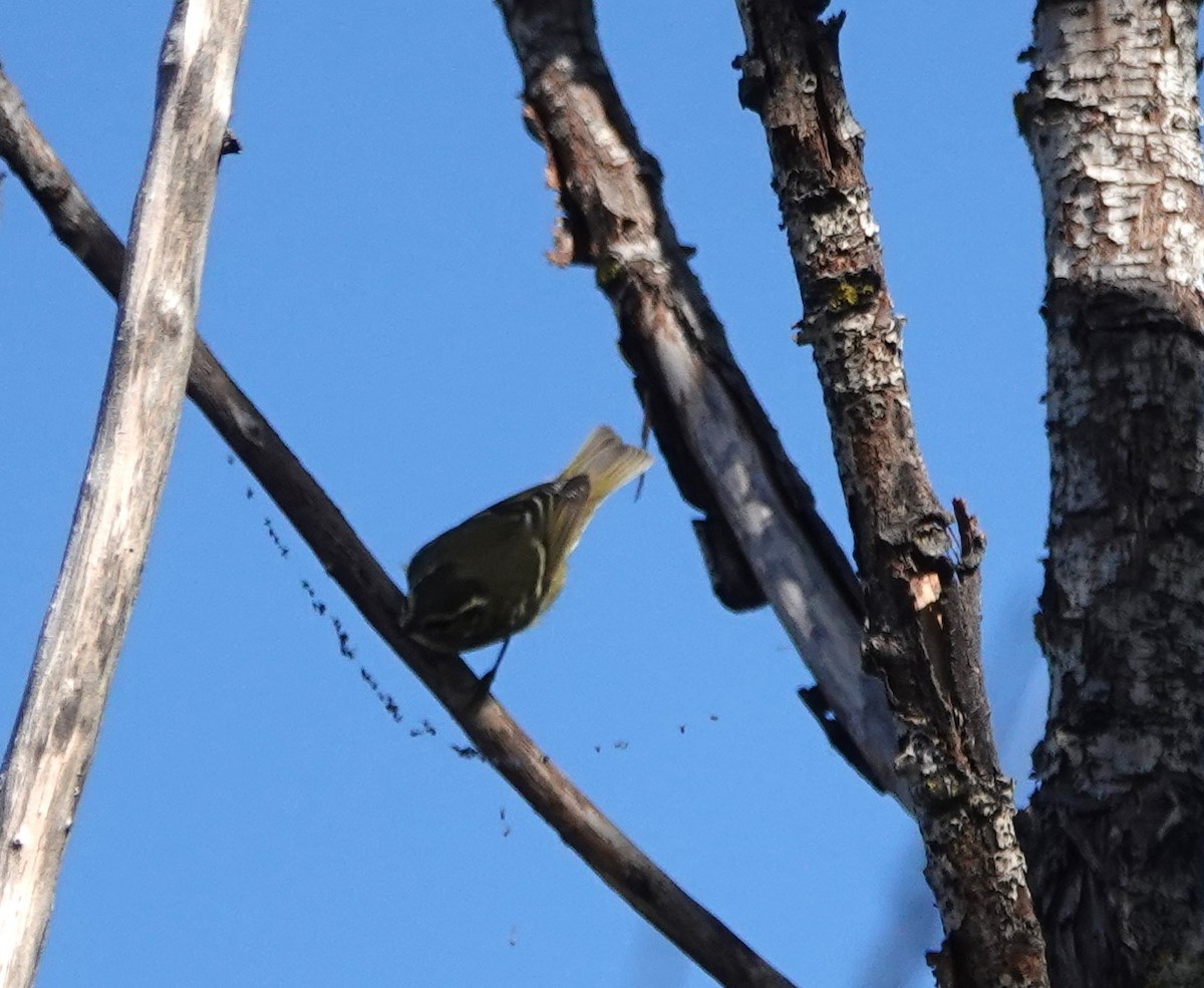 Pouillot à grands sourcils - ML625732956