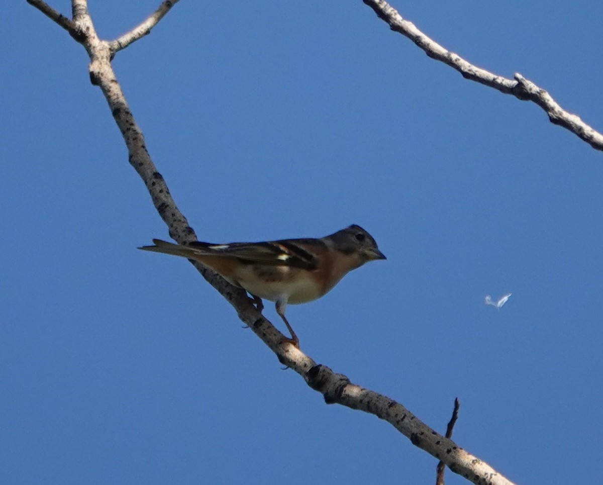 Pinson du Nord - ML625732968