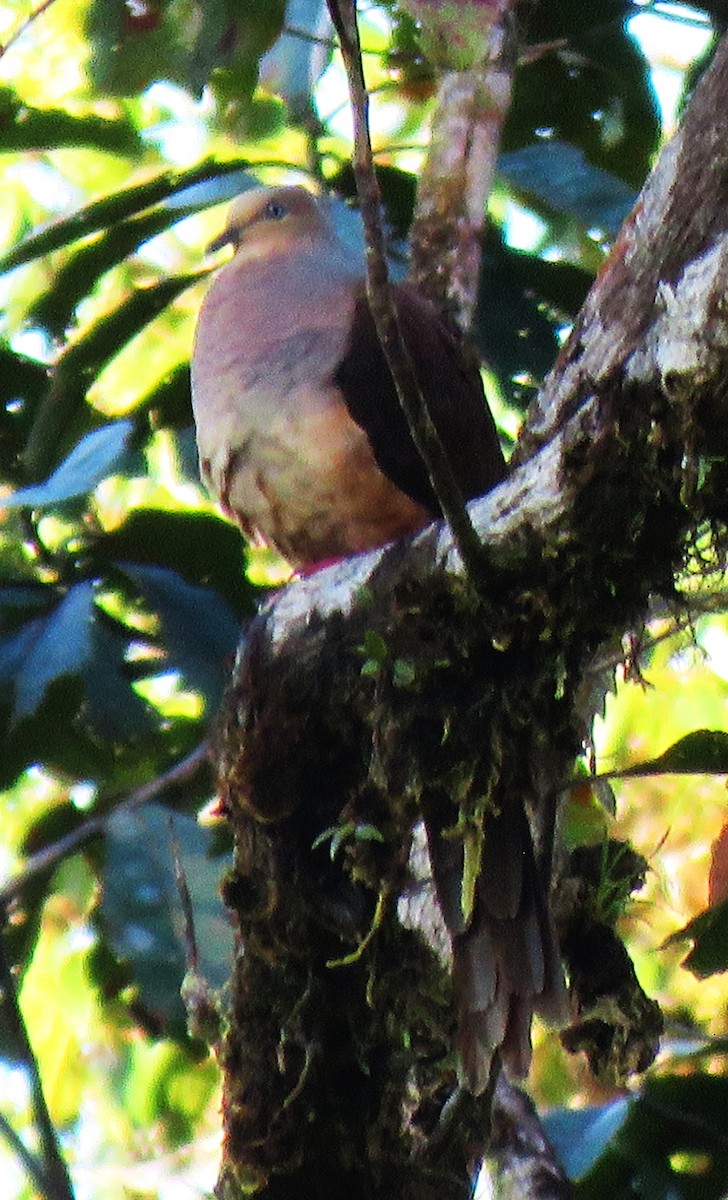 Amboyna Cuckoo-Dove - ML625733269