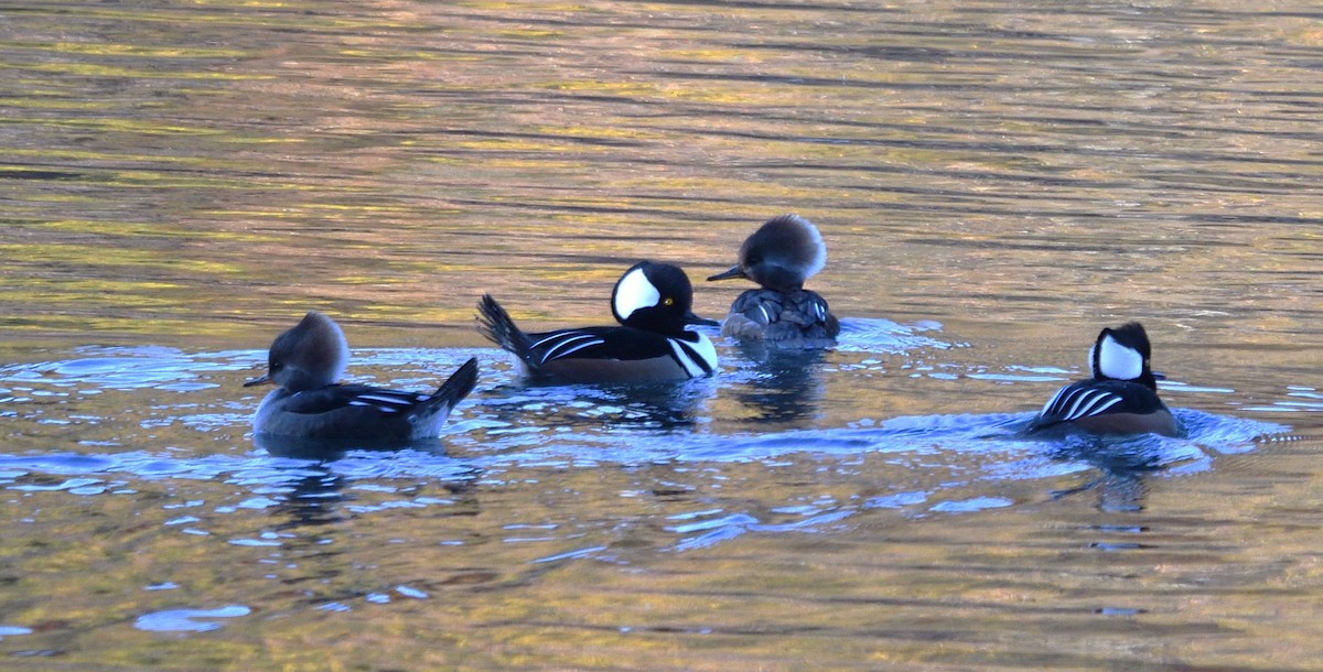 Hooded Merganser - ML625733294