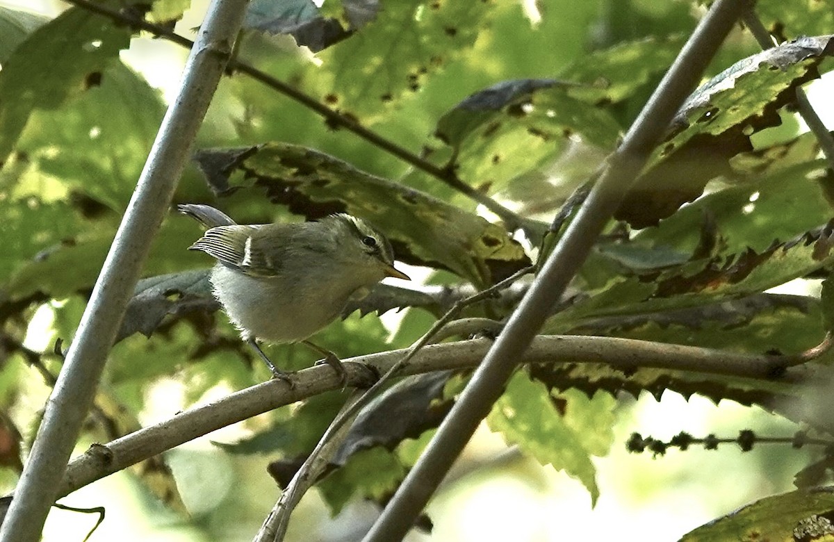 Davison's Leaf Warbler - ML625733489