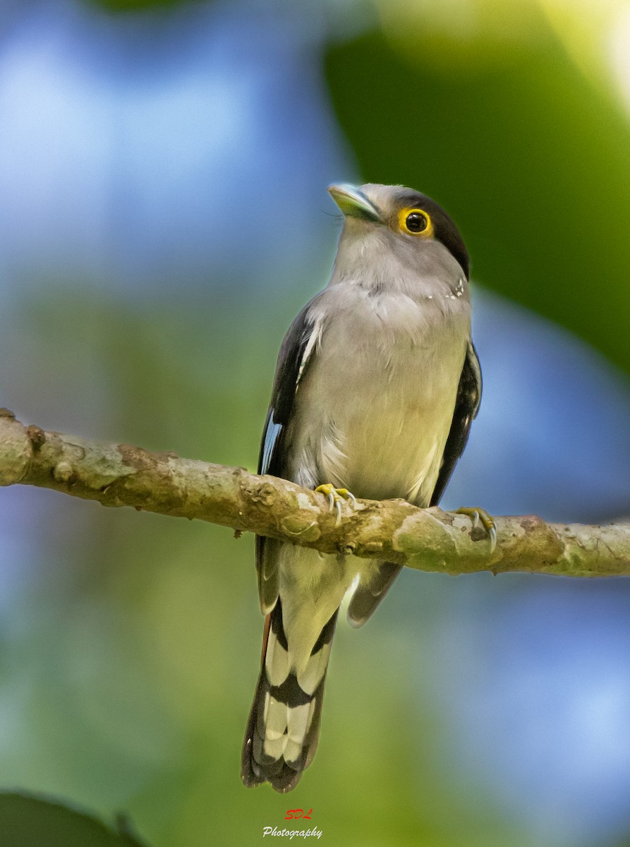 Gray-lored Broadbill - ML625733527