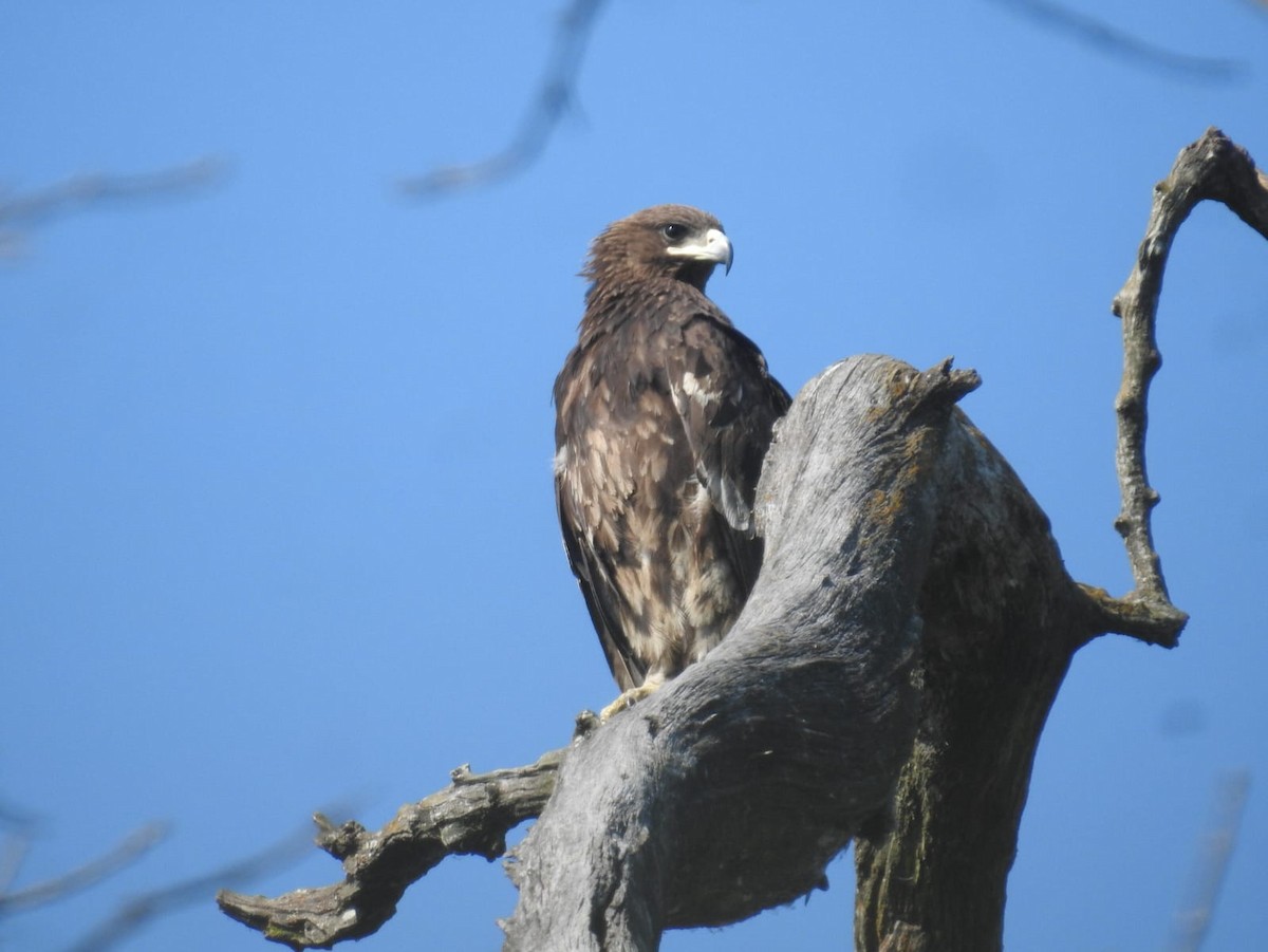 Бор бүргэд - ML625733621