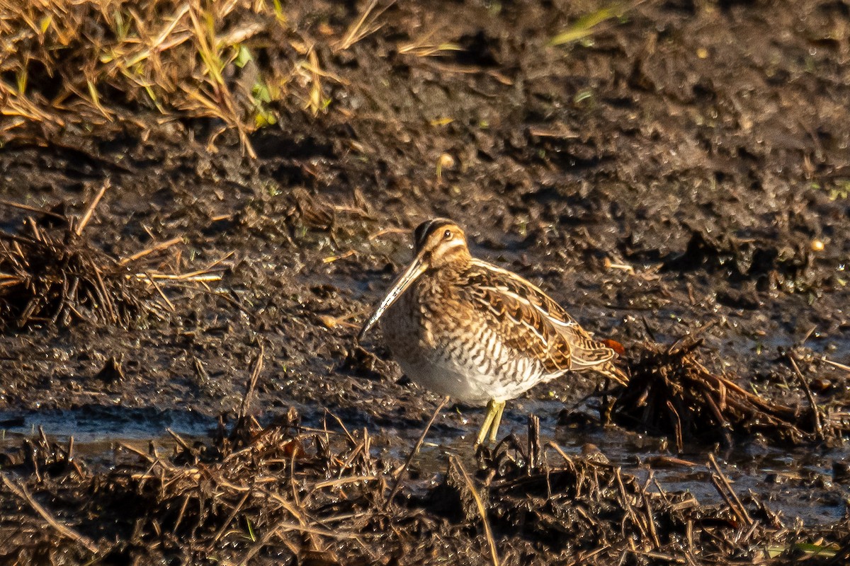 bekasina severoamerická - ML625733638