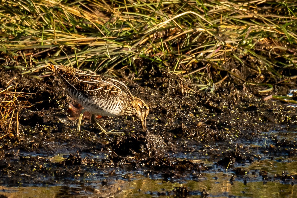 bekasina severoamerická - ML625733647
