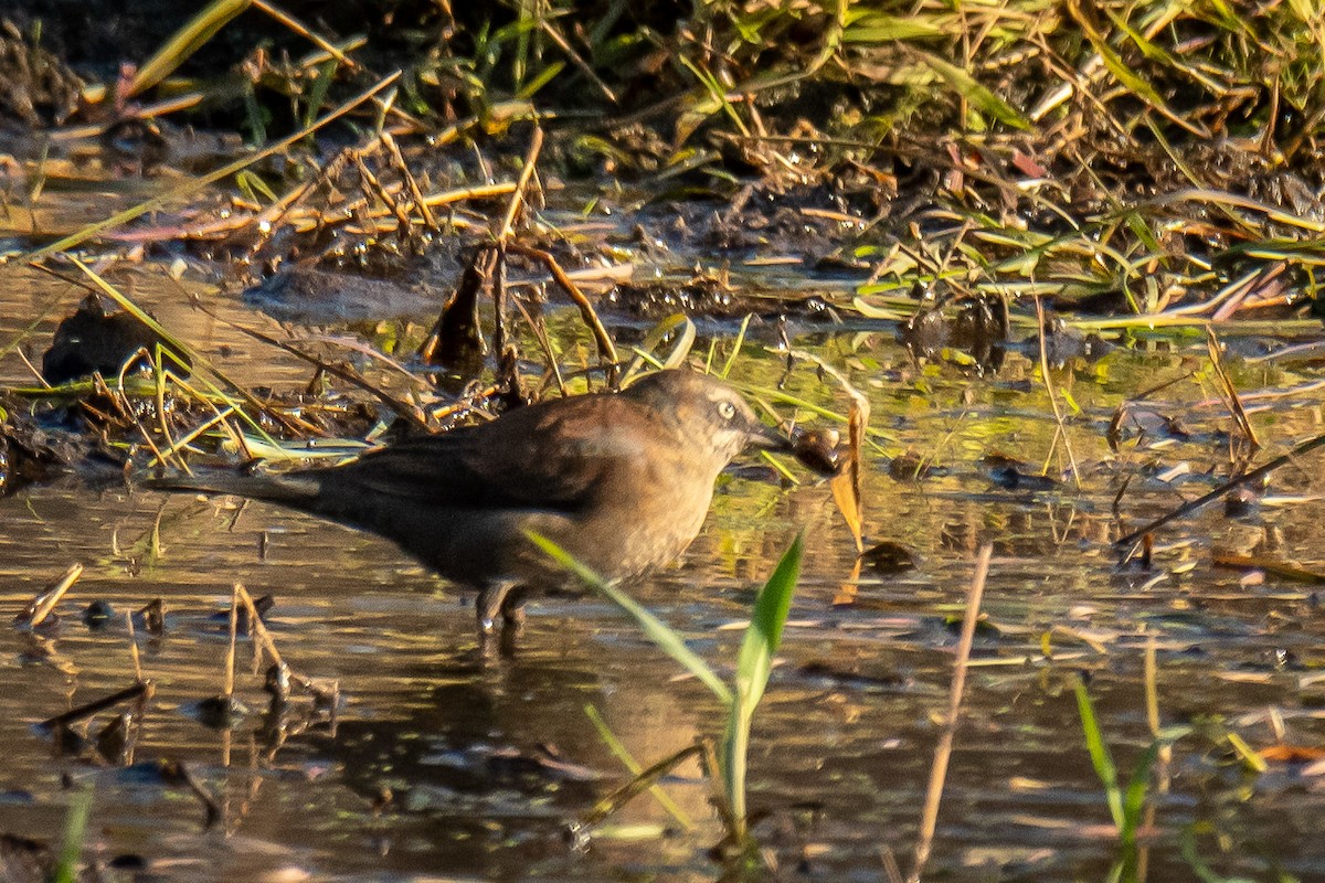 Rusty Blackbird - ML625733650