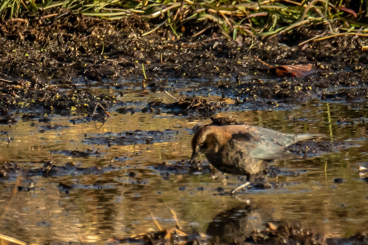 Rusty Blackbird - ML625733651