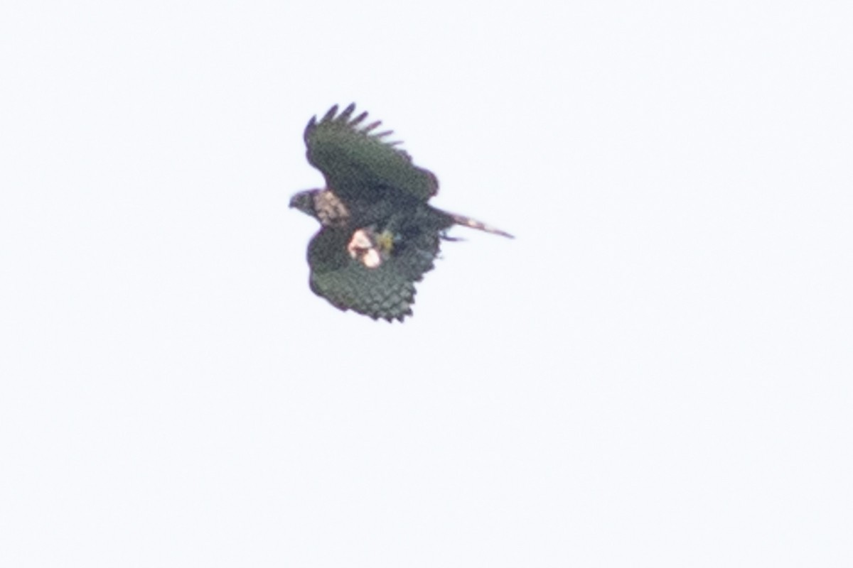 Sulawesi Honey-buzzard - ML625733657