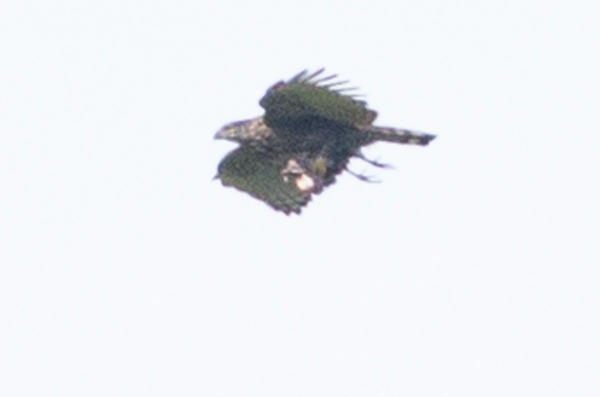 Sulawesi Honey-buzzard - ML625733658
