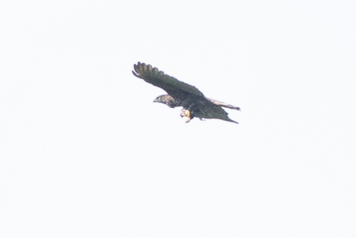 Sulawesi Honey-buzzard - ML625733660