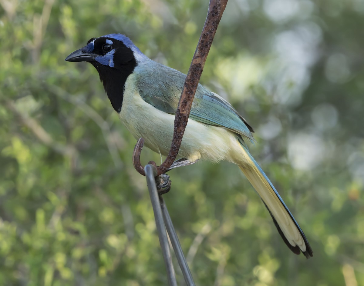 Green Jay - ML62573371