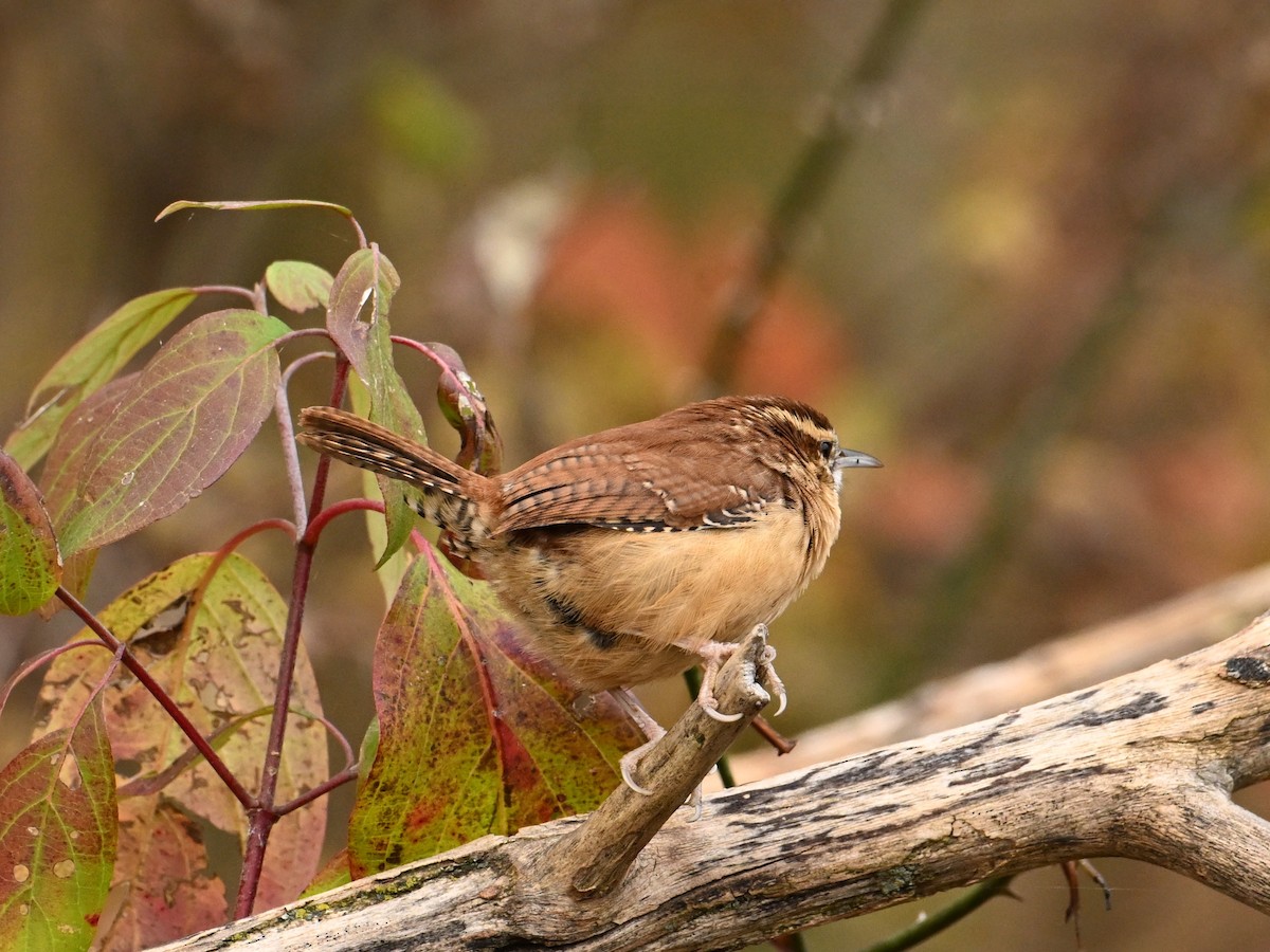 Carolina Wren - ML625733785