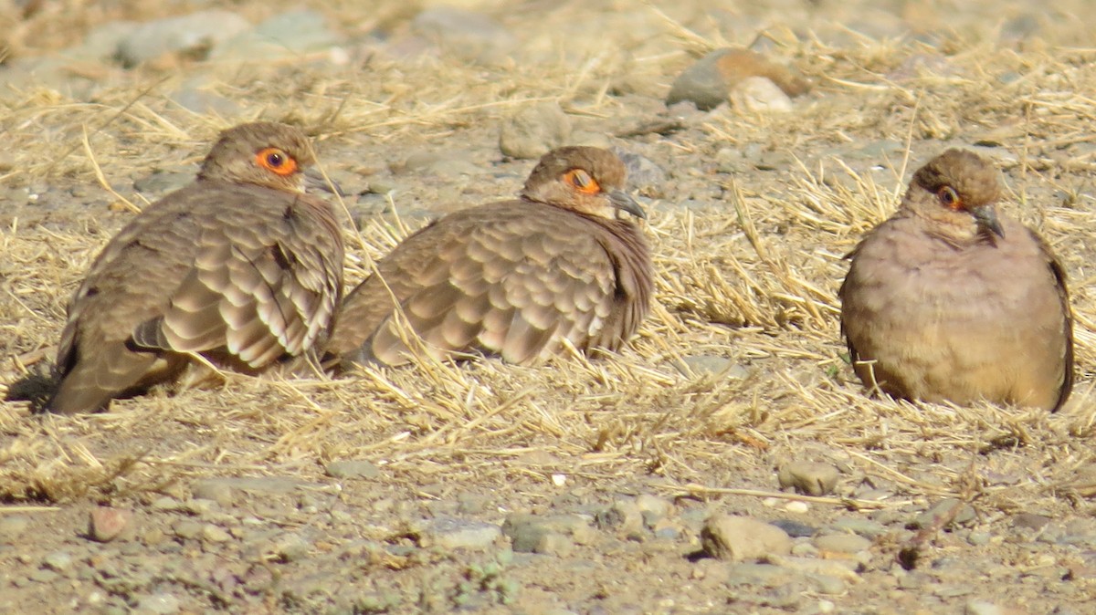 Bare-faced Ground Dove - ML625733808