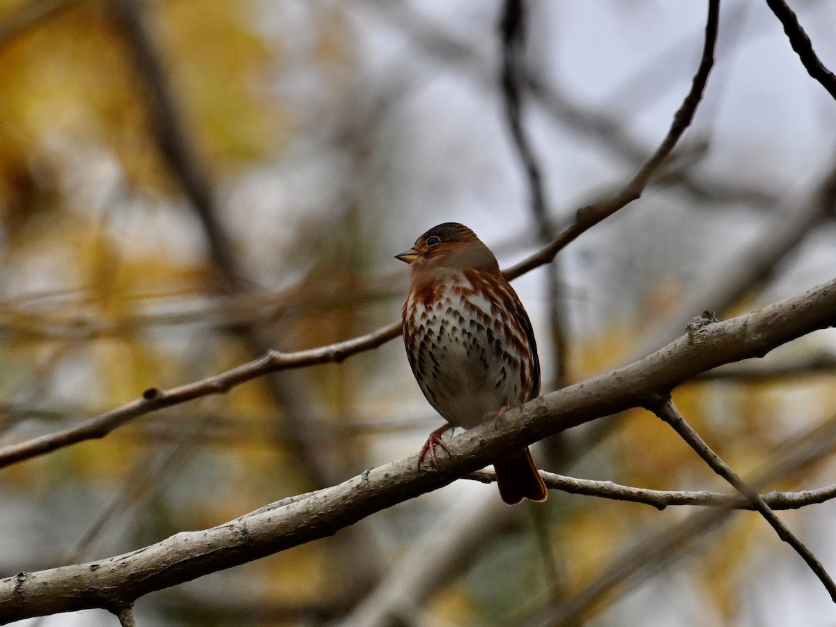 Fox Sparrow - ML625733811
