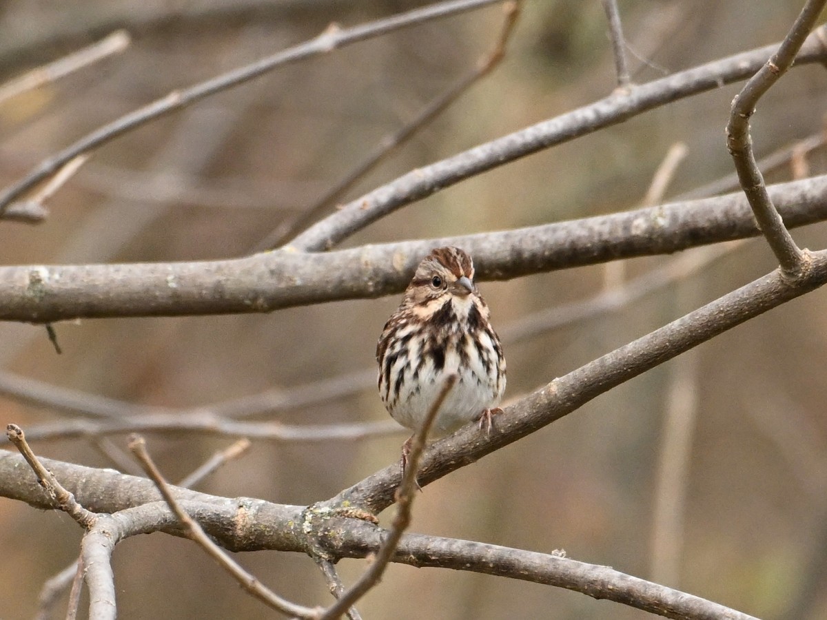 Song Sparrow - ML625733822