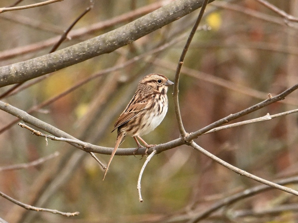 Song Sparrow - ML625733830