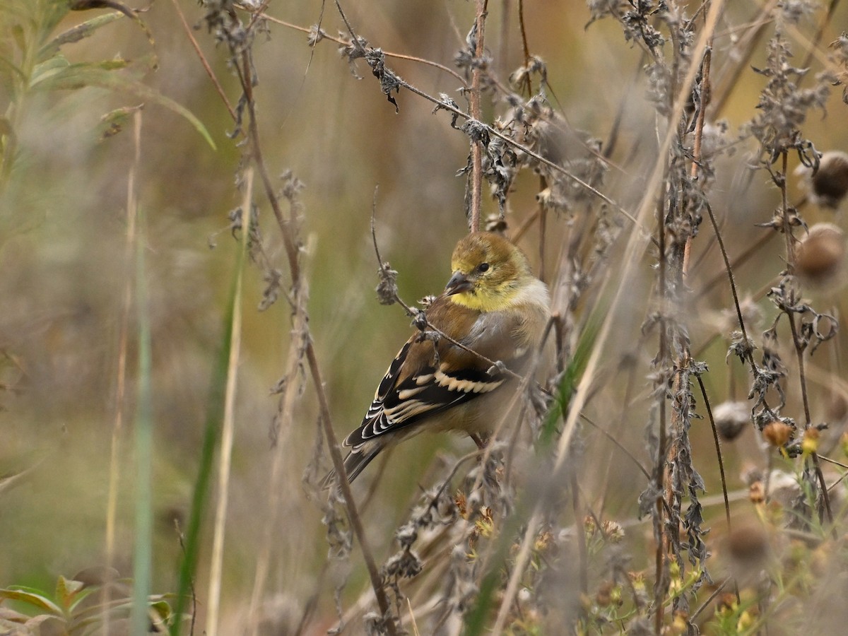 American Goldfinch - ML625733875