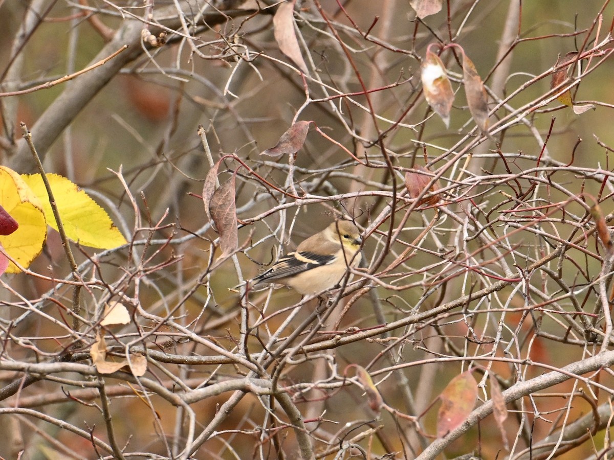 American Goldfinch - ML625733881