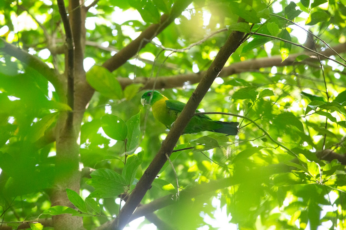 Yellow-breasted Racquet-tail - ML625733994