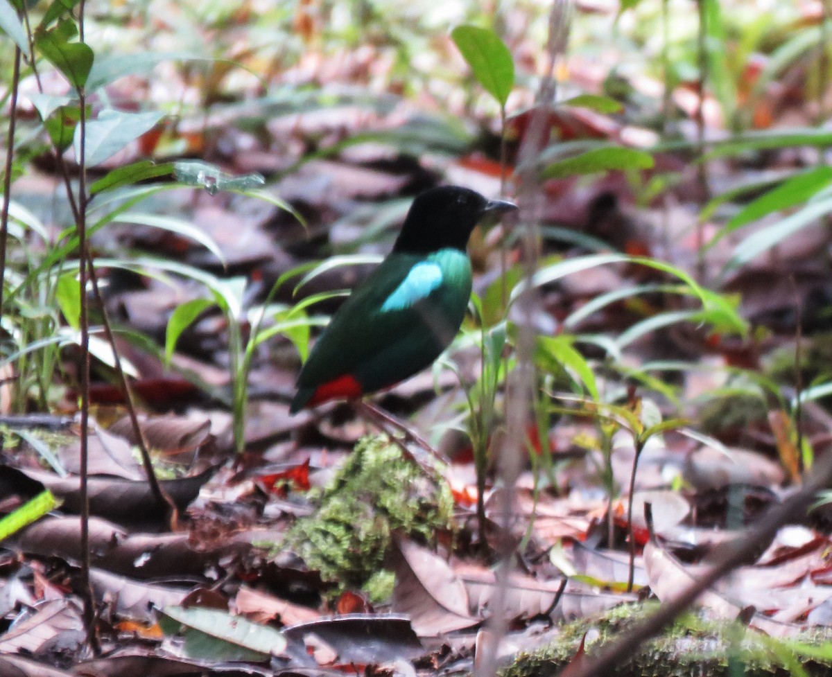 Eastern Hooded Pitta - ML625734025