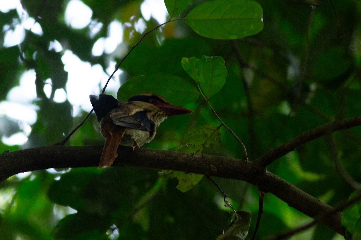 Sulawesi Lilac Kingfisher - ML625734031
