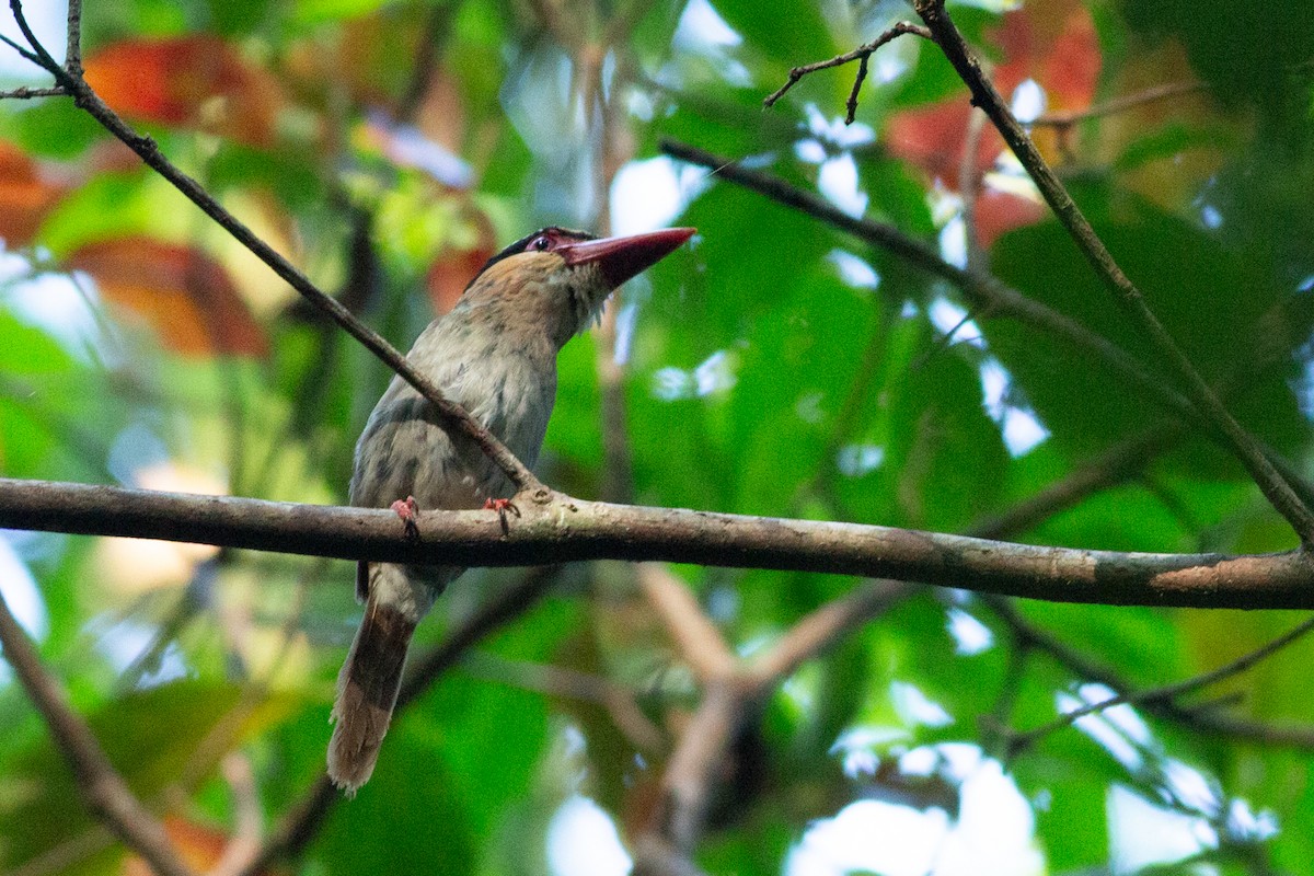 Sulawesi Lilac Kingfisher - ML625734032